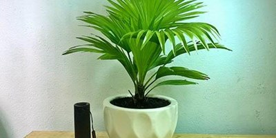 3 CÂY PHONG THỦY ĐƯỢC NGƯỜI NHẬT ƯA THÍCH