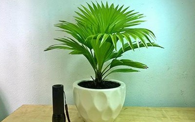 3 CÂY PHONG THỦY ĐƯỢC NGƯỜI NHẬT ƯA THÍCH