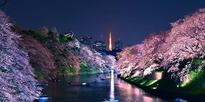 ĐẠI LỘ CHIDORIGAFUCHI - MỘT TRONG NHỮNG CON ĐƯỜNG HOA ĐẸP NHẤT NHẬT BẢN NĂM 2024