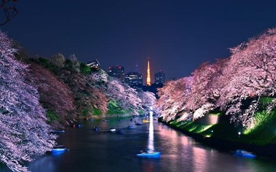 ĐẠI LỘ CHIDORIGAFUCHI - MỘT TRONG NHỮNG CON ĐƯỜNG HOA ĐẸP NHẤT NHẬT BẢN NĂM 2024