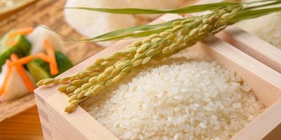 CÂY LƯƠNG THỰC CHỦ YẾU CỦA NGƯỜI NHẬT LÀ CÂY GÌ?