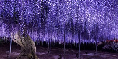 LỄ HỘI HOA TỬ ĐẰNG (FUJI MATSURI) TẠI CÔNG VIÊN HOA ASHIKAGA (TỈNH TOCHIGI)