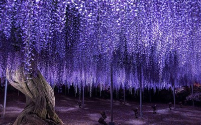 LỄ HỘI HOA TỬ ĐẰNG (FUJI MATSURI) TẠI CÔNG VIÊN HOA ASHIKAGA (TỈNH TOCHIGI)