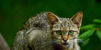 5 LOÀI ĐỘNG VẬT CHỈ CÓ Ở NHẬT BẢN