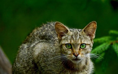 5 LOÀI ĐỘNG VẬT CHỈ CÓ Ở NHẬT BẢN