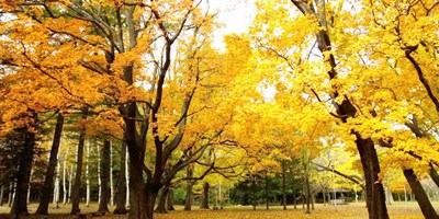 LỄ HỘI MÙA THU SAPPORO