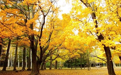 LỄ HỘI MÙA THU SAPPORO