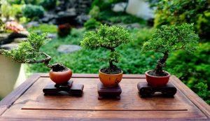 NGHỆ THUẬT BONSAI NHẬT BẢN